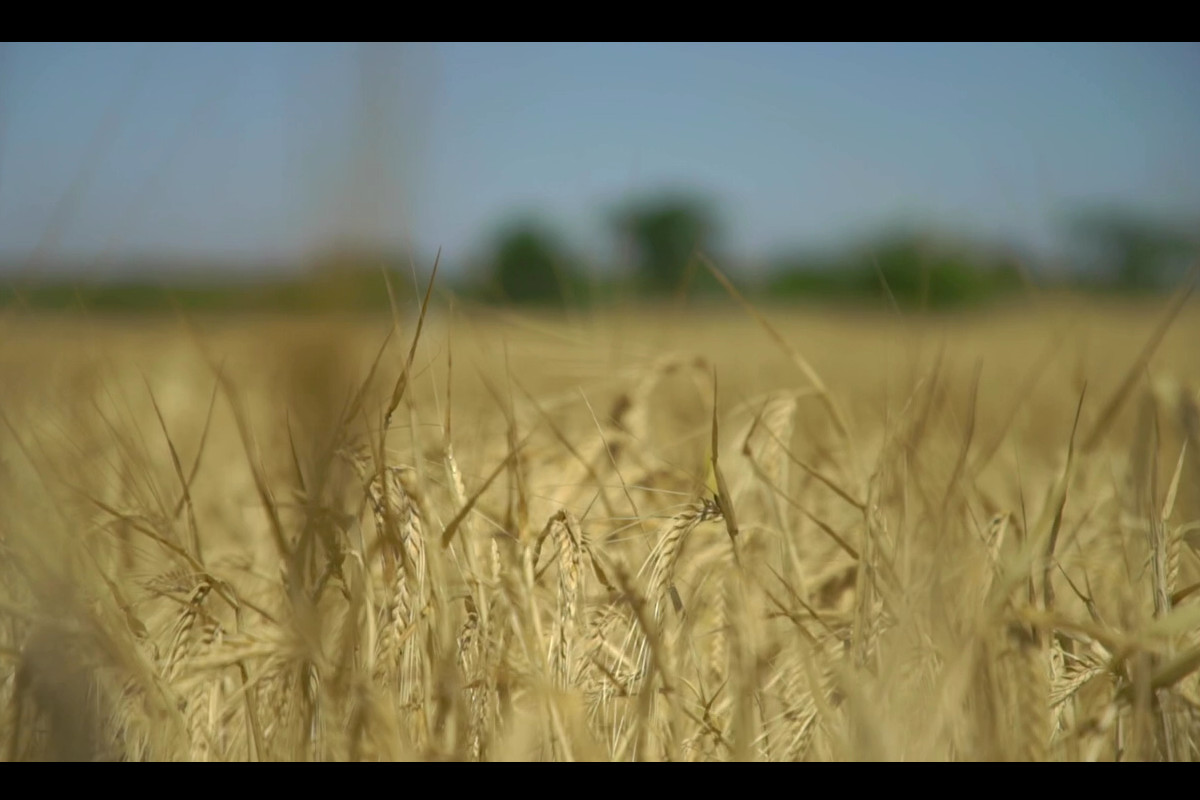 Semear talento na agricultura