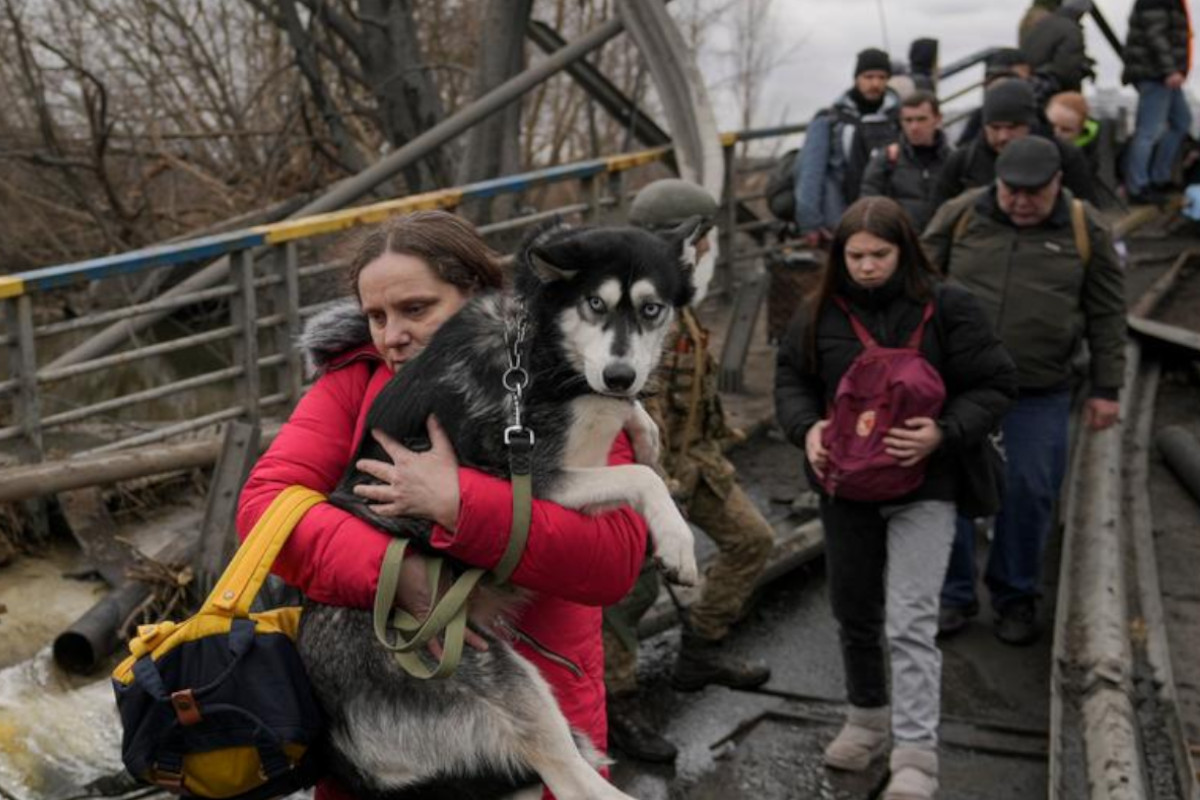 Barkyn oferece alimentação e apoio veterinário aos cães dos refugiados