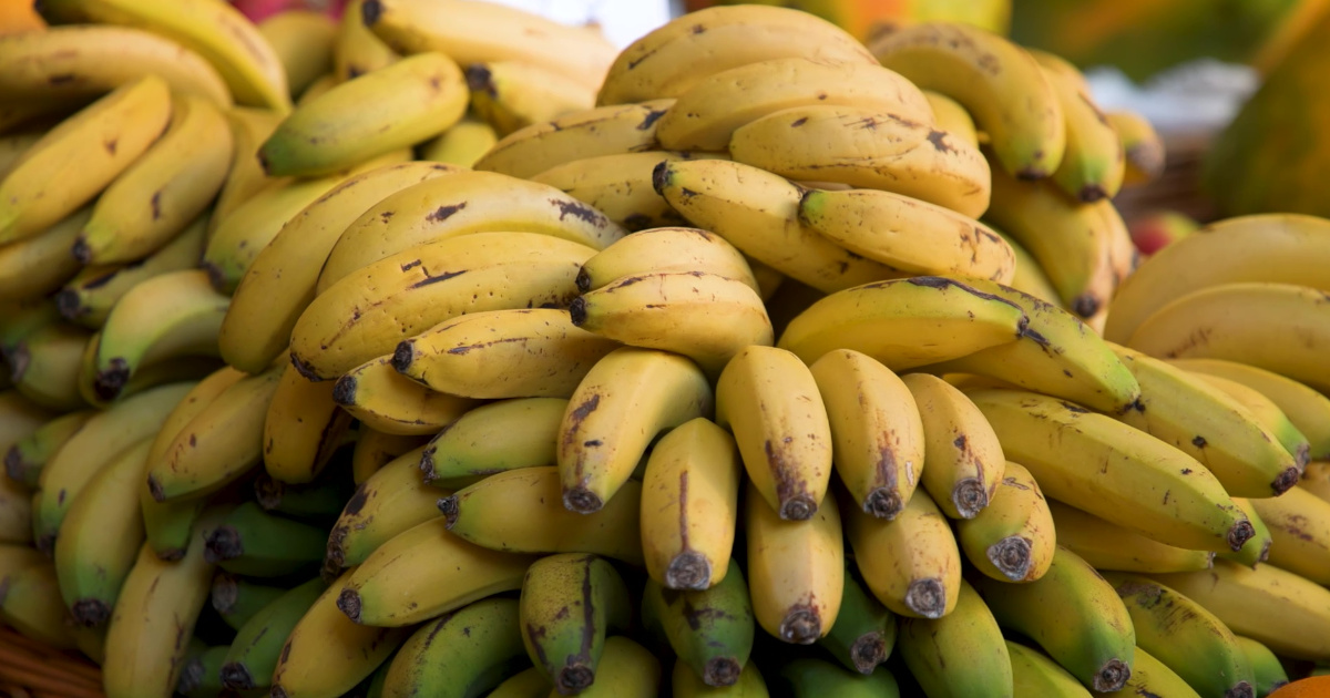 Banana da Madeira: um sabor com tradição