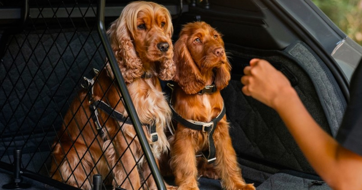 Luxo para todos os passageiros? Bentley lança gama de acessórios para animais de estimação
