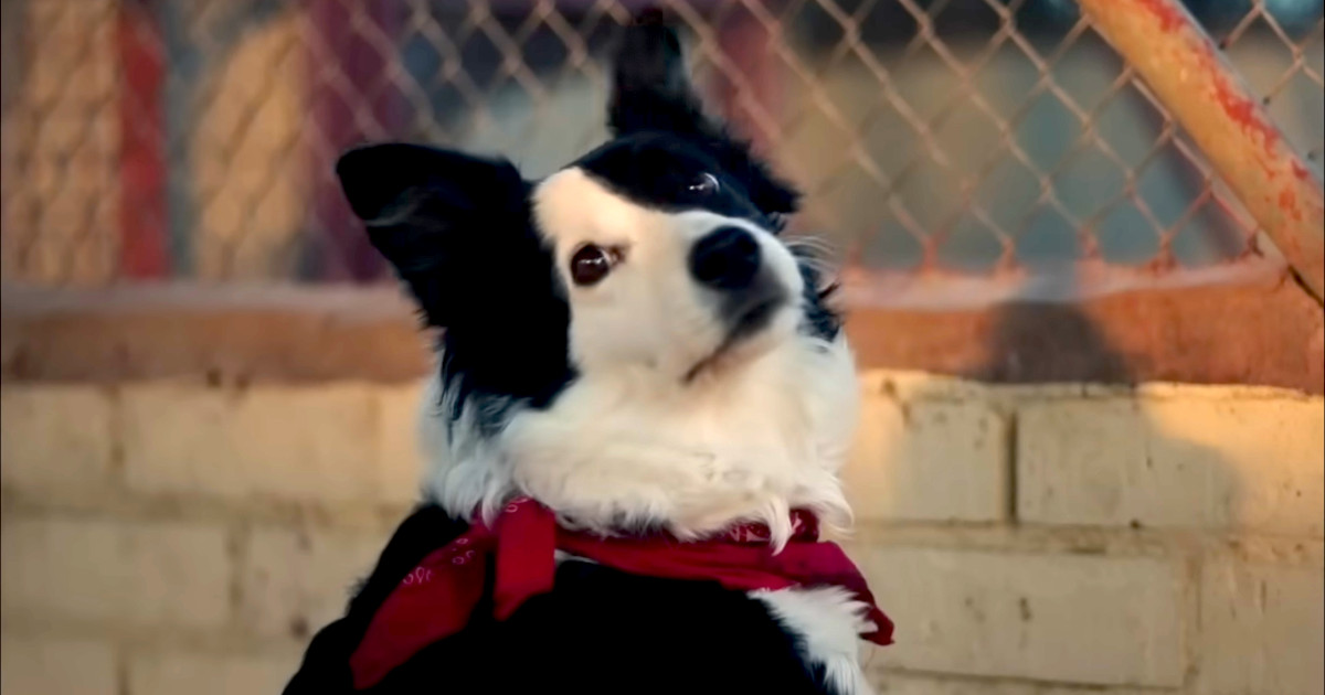 Atlético de Madrid lança filme que homenageia a lealdade dos cães