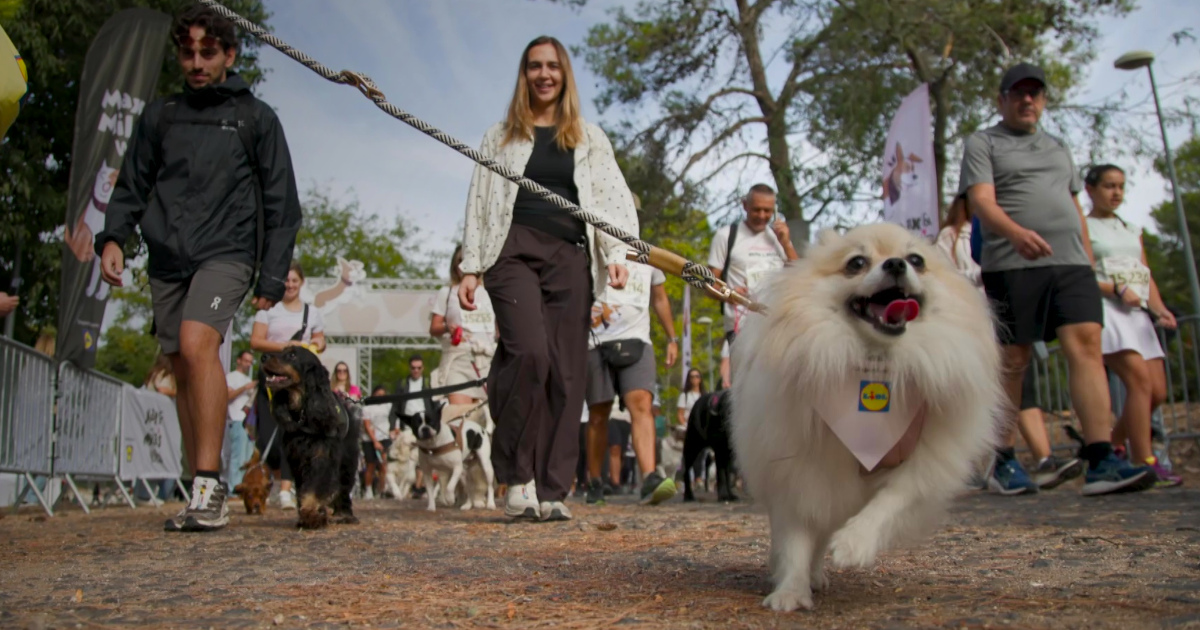 A Cãominhada do Lidl