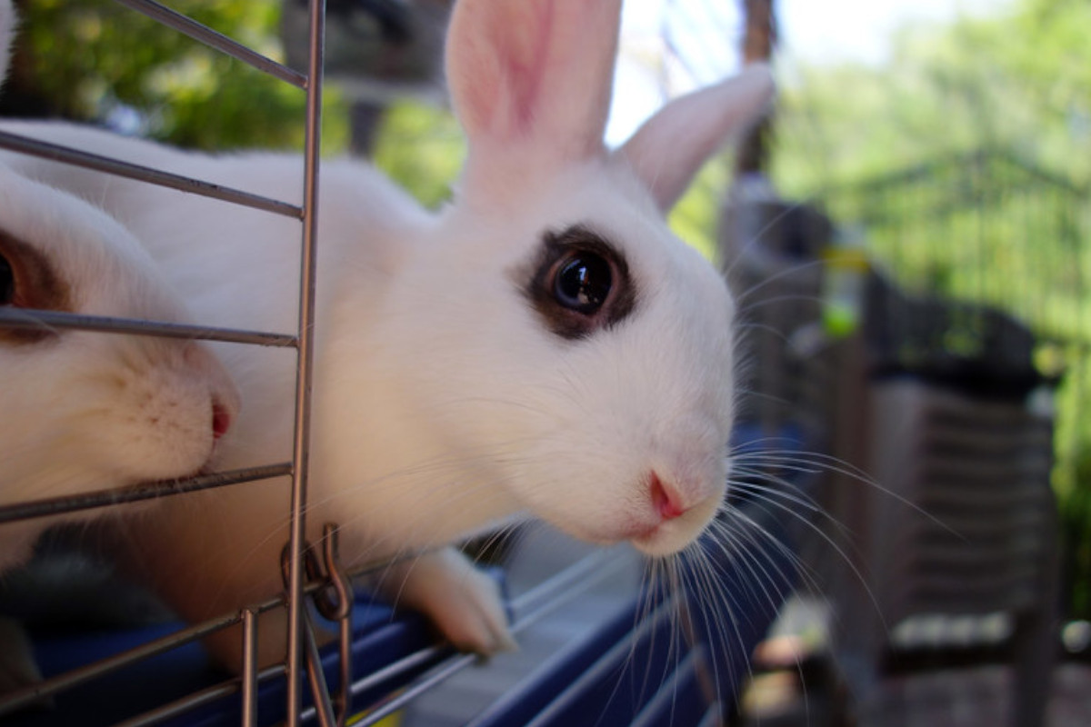 Marcas pedem aos cidadãos europeus que defendam cosmética livre de testes em animais