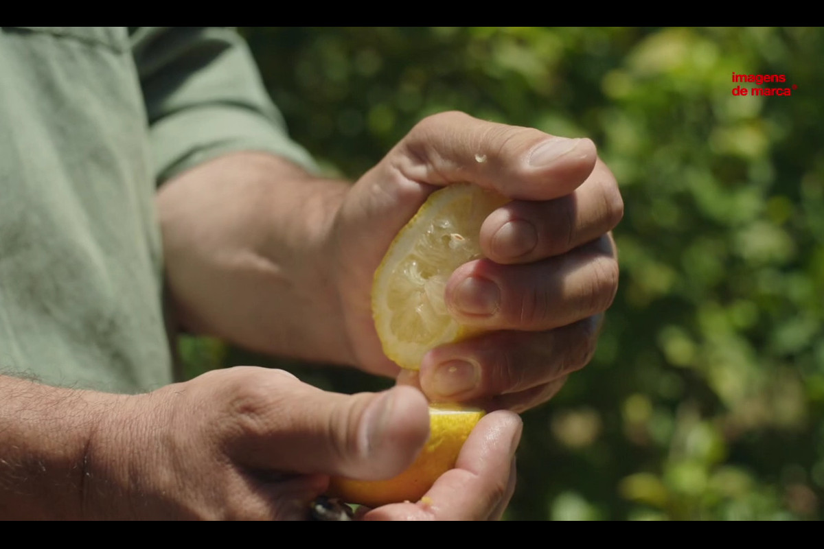 Um limão que cresce “à sombra” de uma laranja