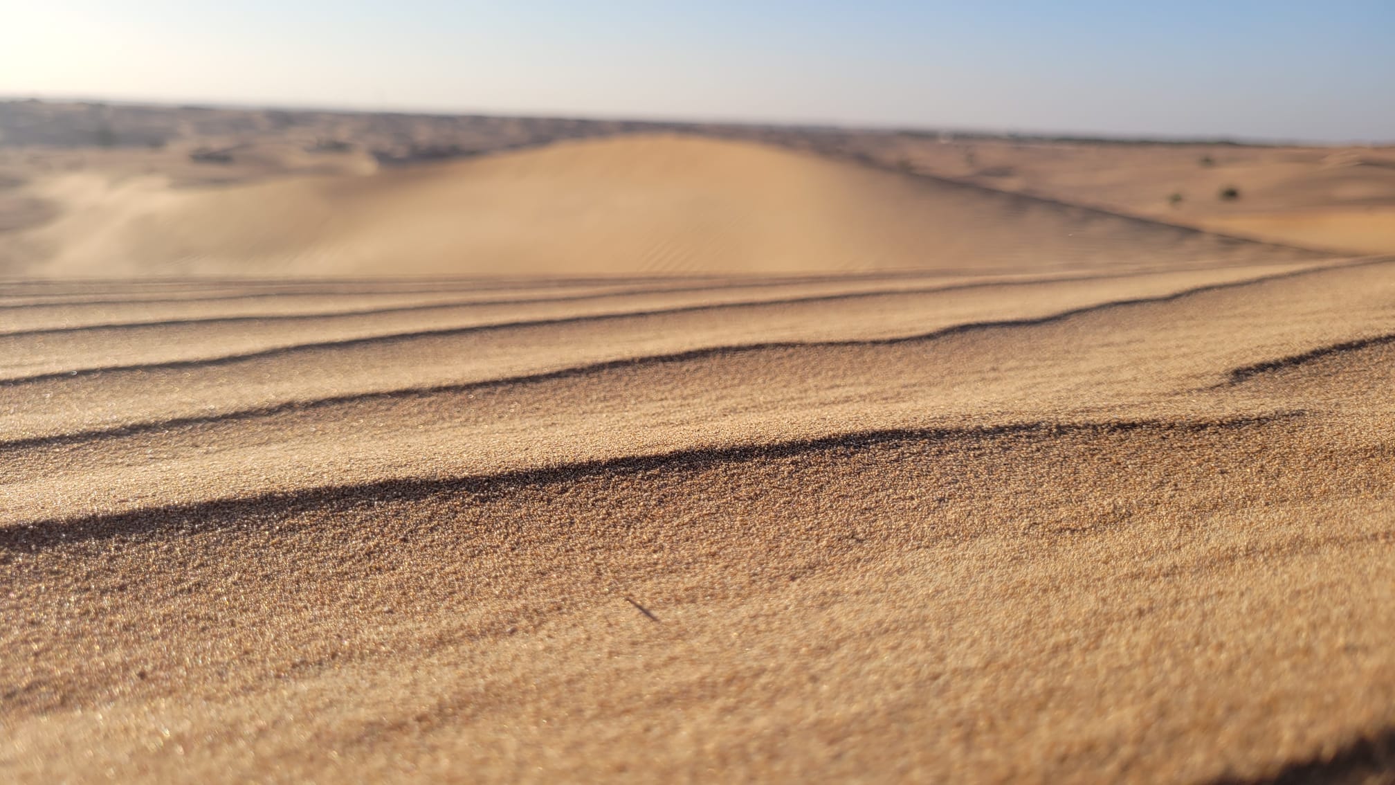 Deserto, terreno fértil de desenvolvimento