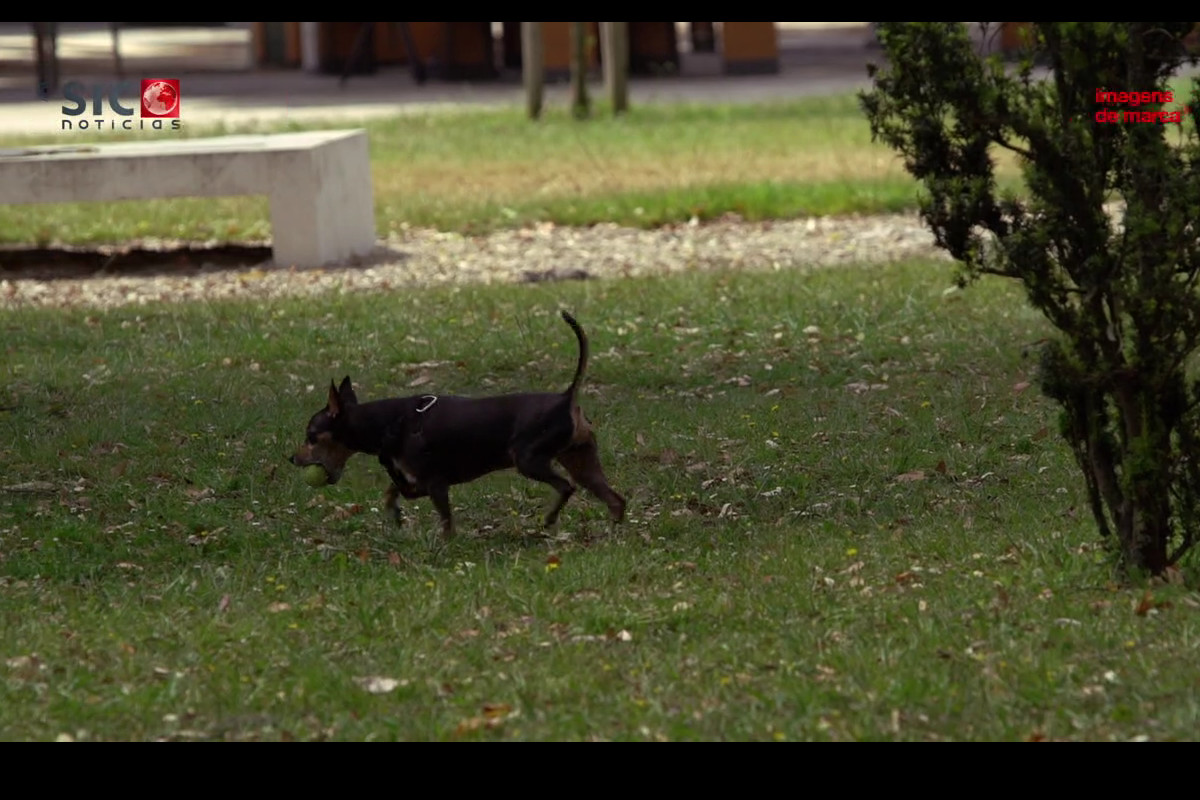 Animais de estimação em 50% das casas portuguesas