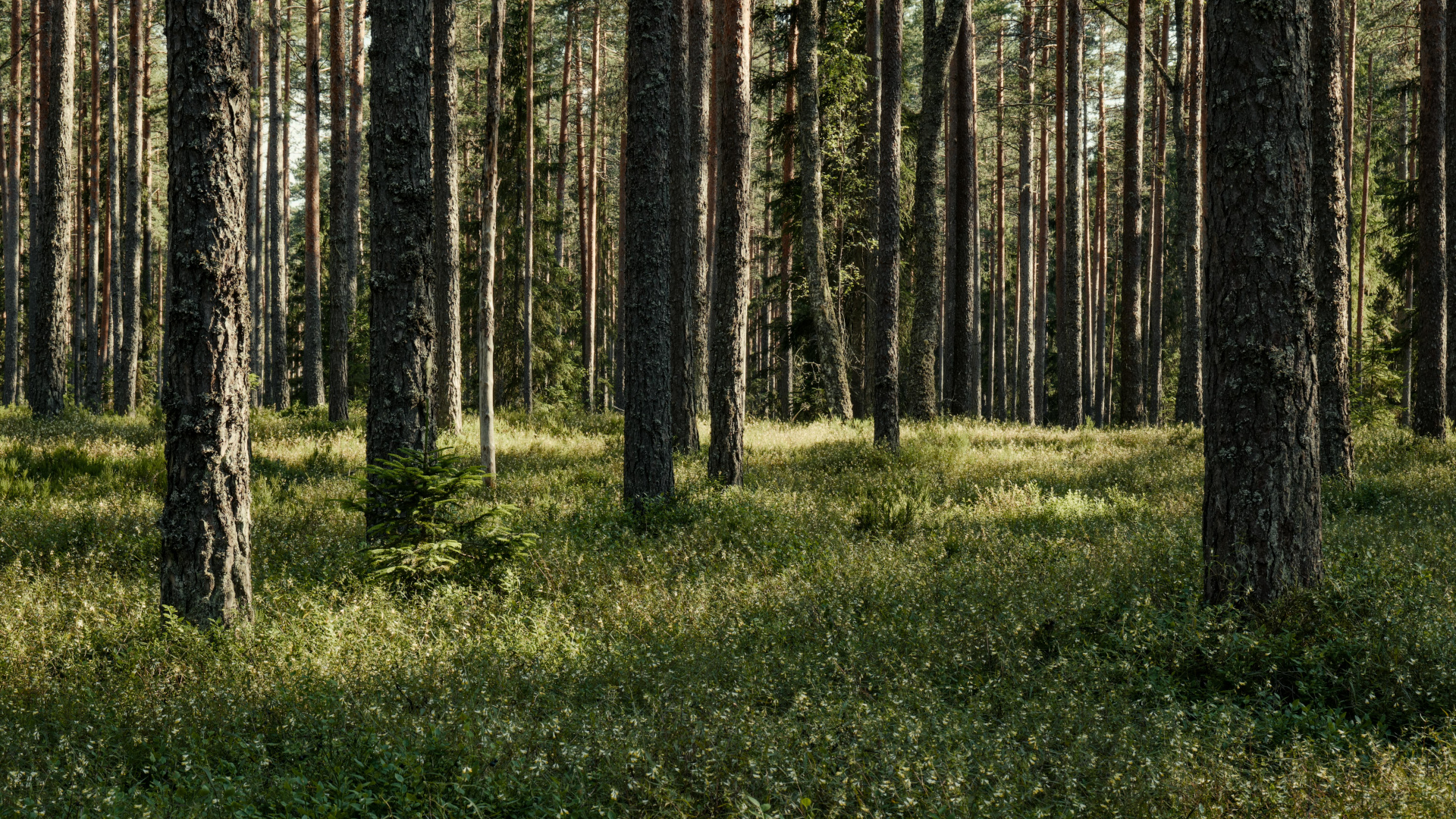 Fidelidade SGOIC reforça Fundo Florestas de Portugal com investidores de referência