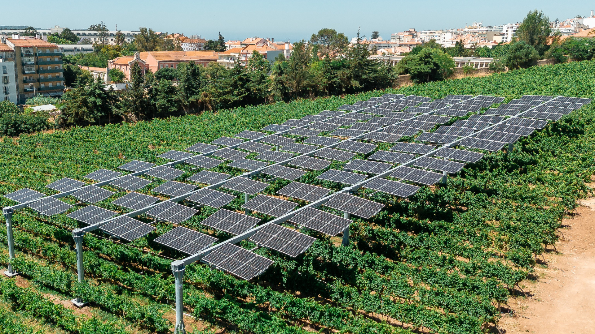 Luz da Tapada: Galp e ISA fazem vinho feito com uvas cultivadas sob painéis solares