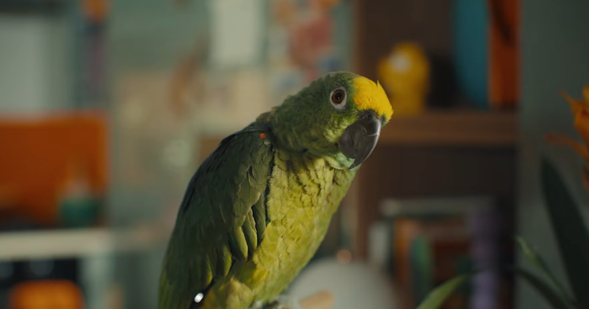 “O papagaio cantor”: Goldenergy lança nova campanha multimeios