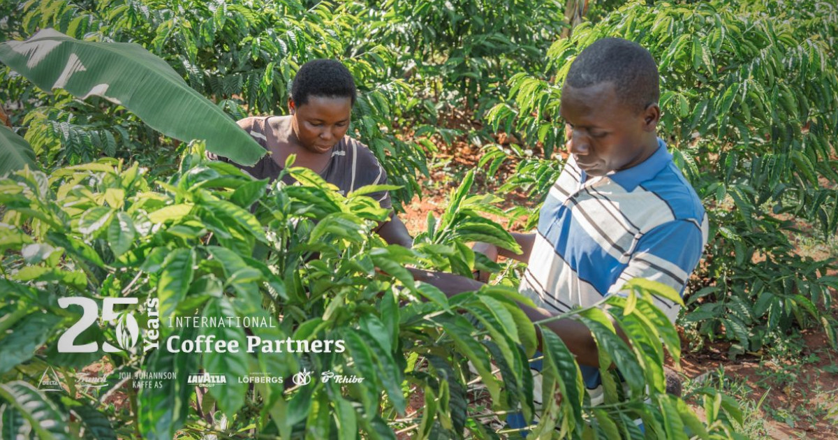 International Coffee Partners celebra 25 anos e 25 milhões investidos em projetos de café sustentável
