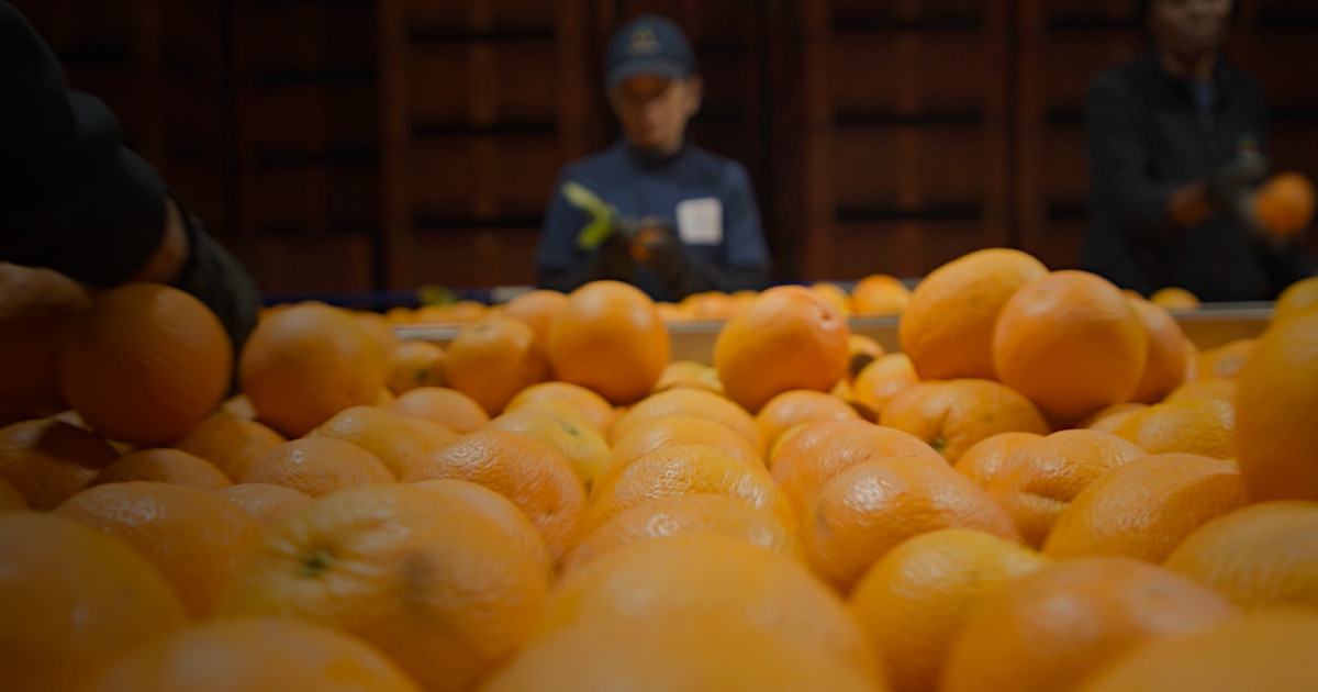 Agricultura portuguesa à conquista da Europa 