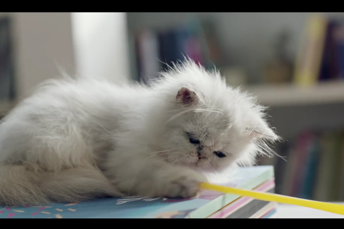 O primeiro livro do mundo para ler com os gatos 