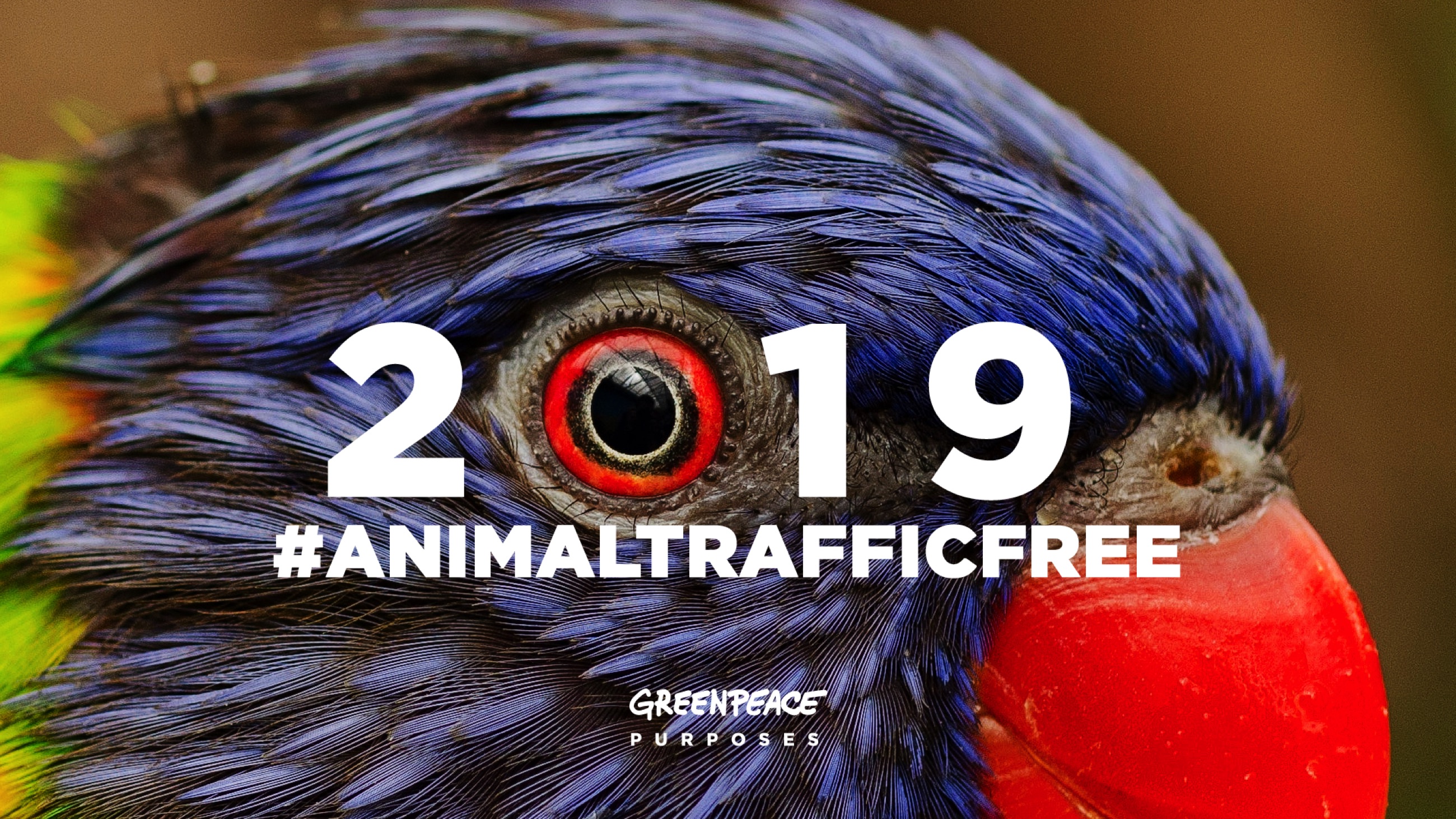 Greenpeace apresenta objetivos para 2019