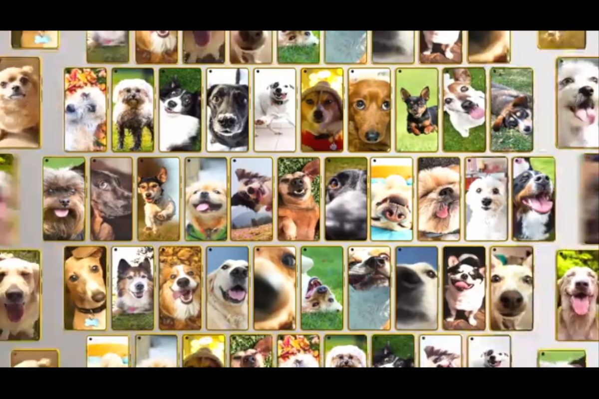 Uma plataforma de social media para cães?