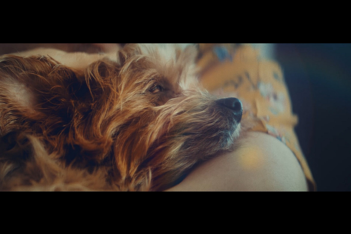 Pedigree ensina a cuidar de cães cegos