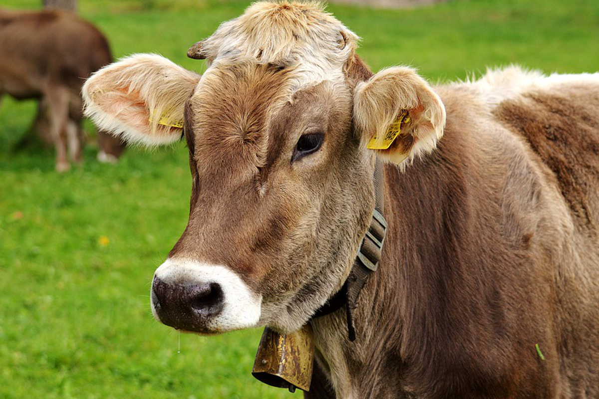 Crédito Agrícola reforça ajuda aos agricultores
