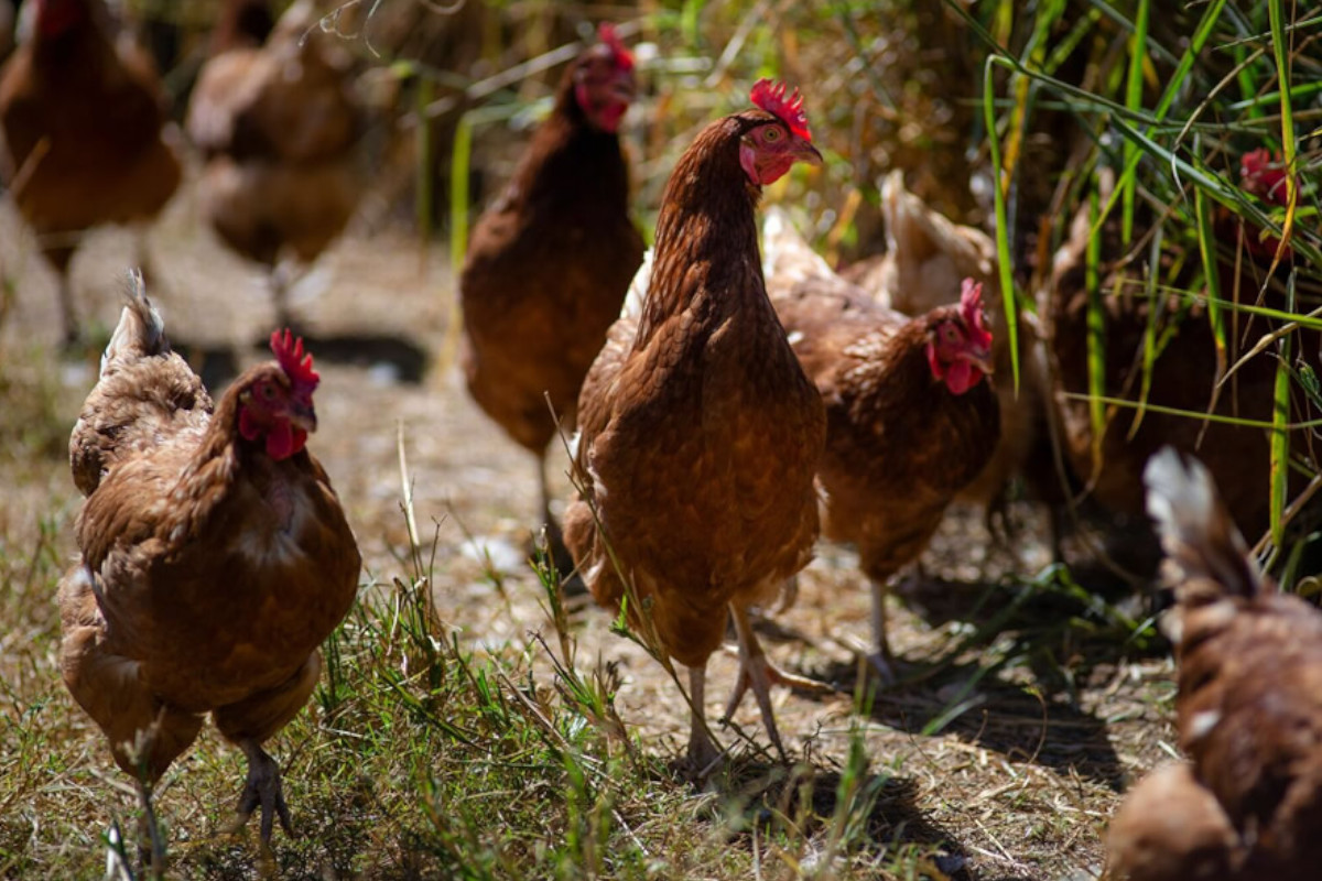 Insetos na alimentação animal promovem sustentabilidade