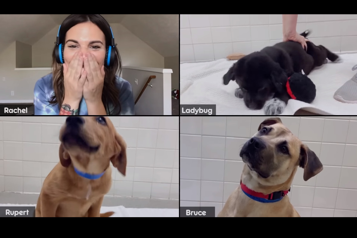 Uma reunião ZOOM com o seu cão