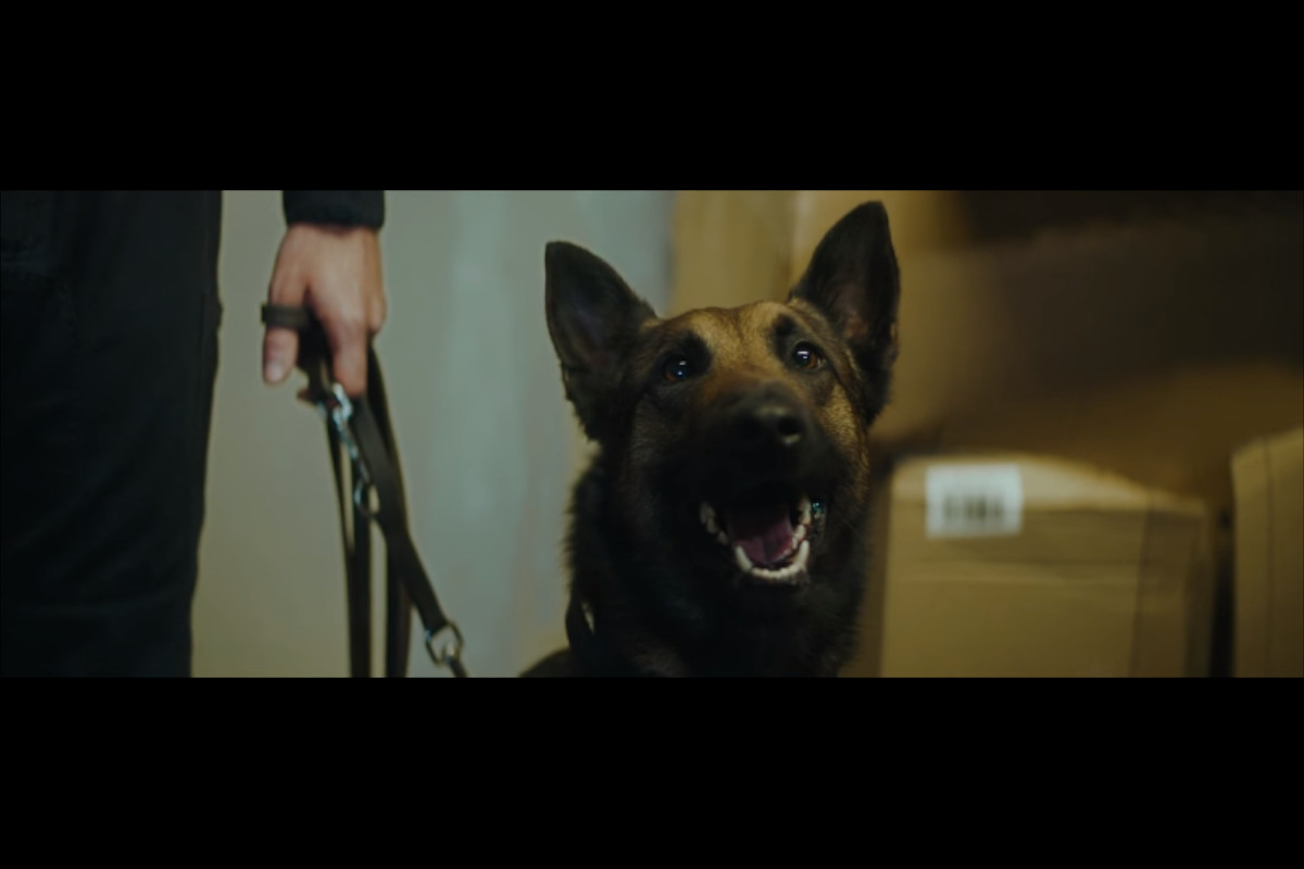 Animalife combate o abandono de animais