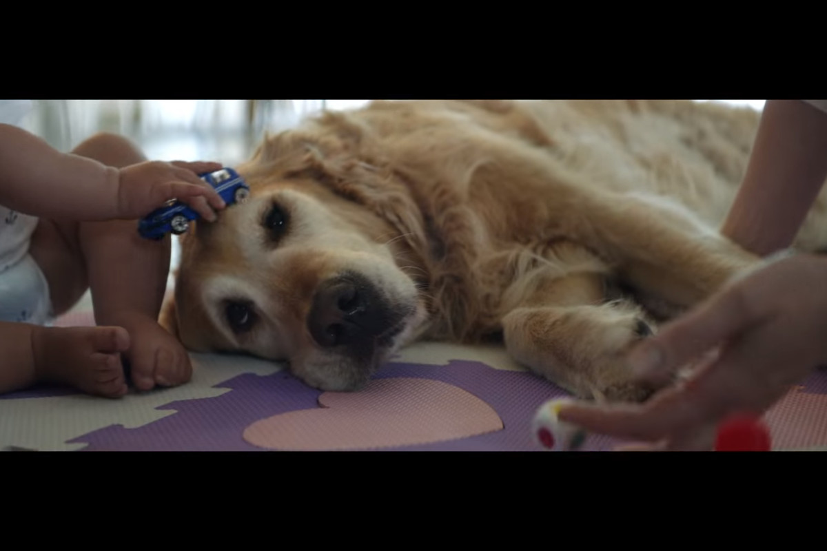 Um animal não abandona o seu dono… nunca