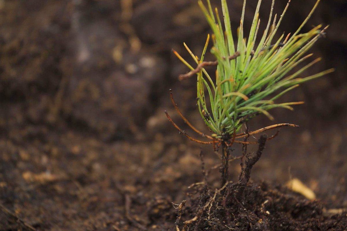 “Pintar de novo a floresta de verde”