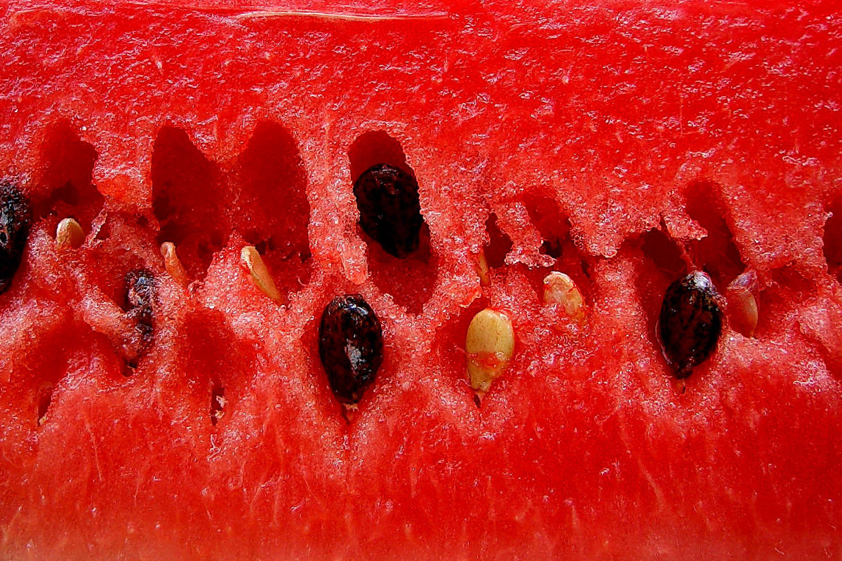 Academia do Centro de Frutologia Compal