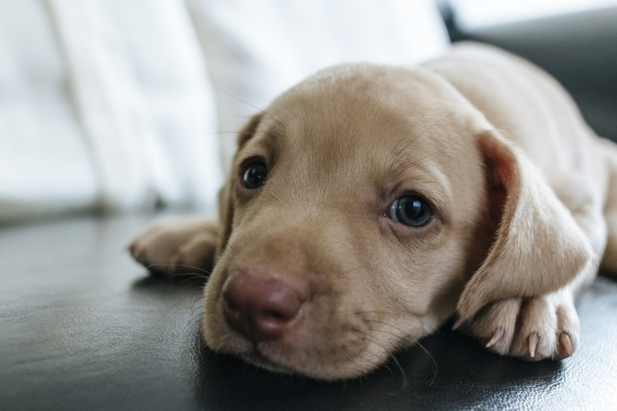 Portugueses preferem tirar fotografias ao cão