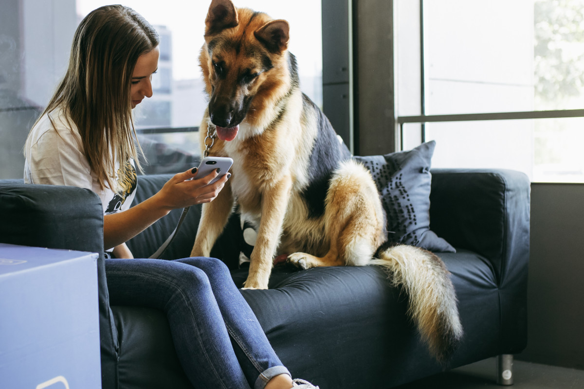 Covid-19: Já existe uma linha de saúde para cães