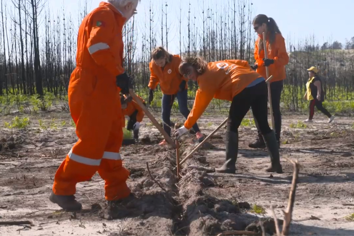 Galp planta 10 mil árvores em Sines