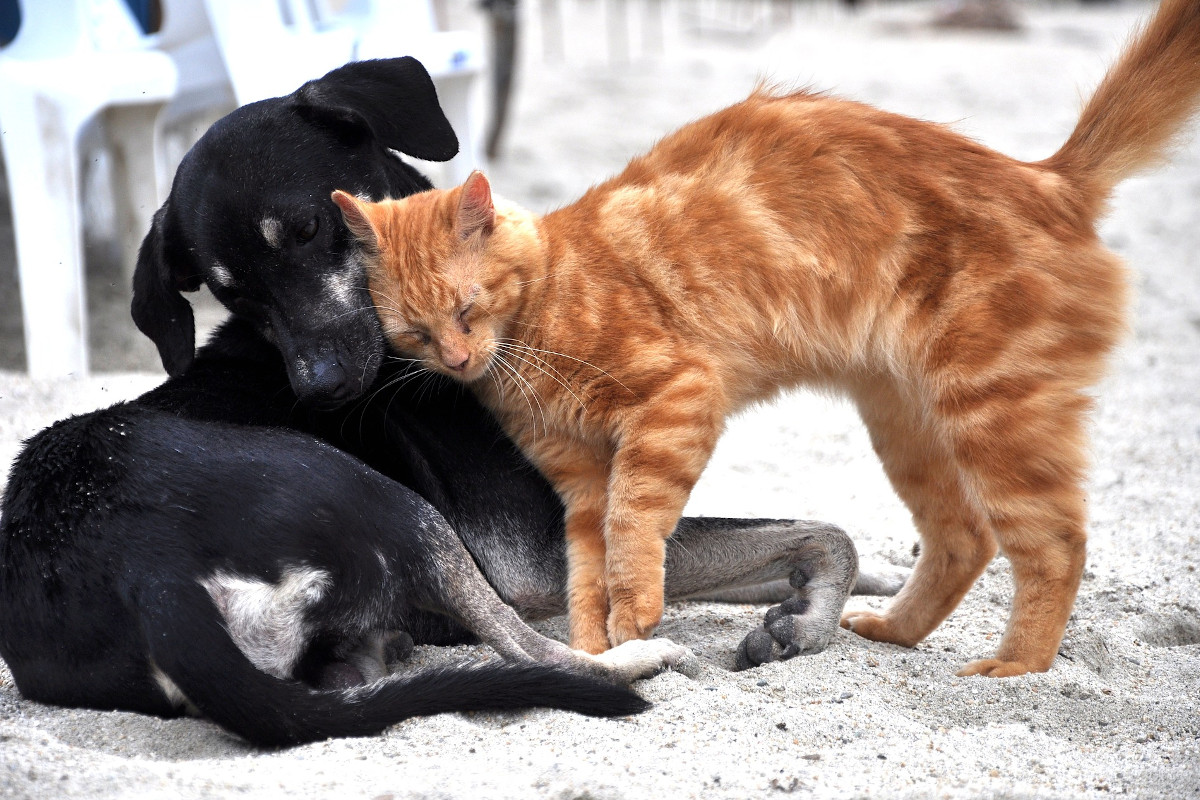 Chegou a Feira onde os animais são os protagonistas…