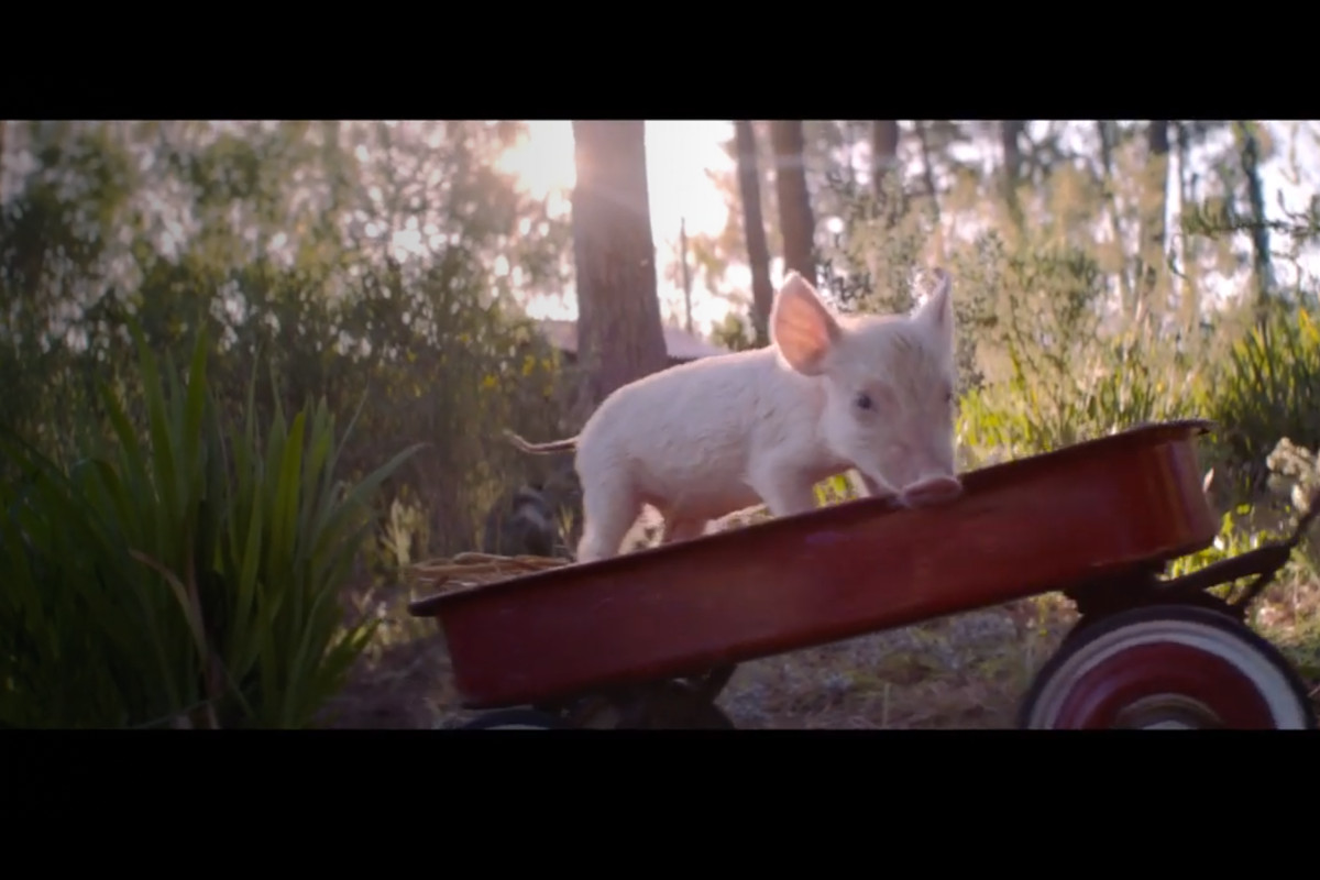 Um adorável porquinho é o protagonista de novo anúncio