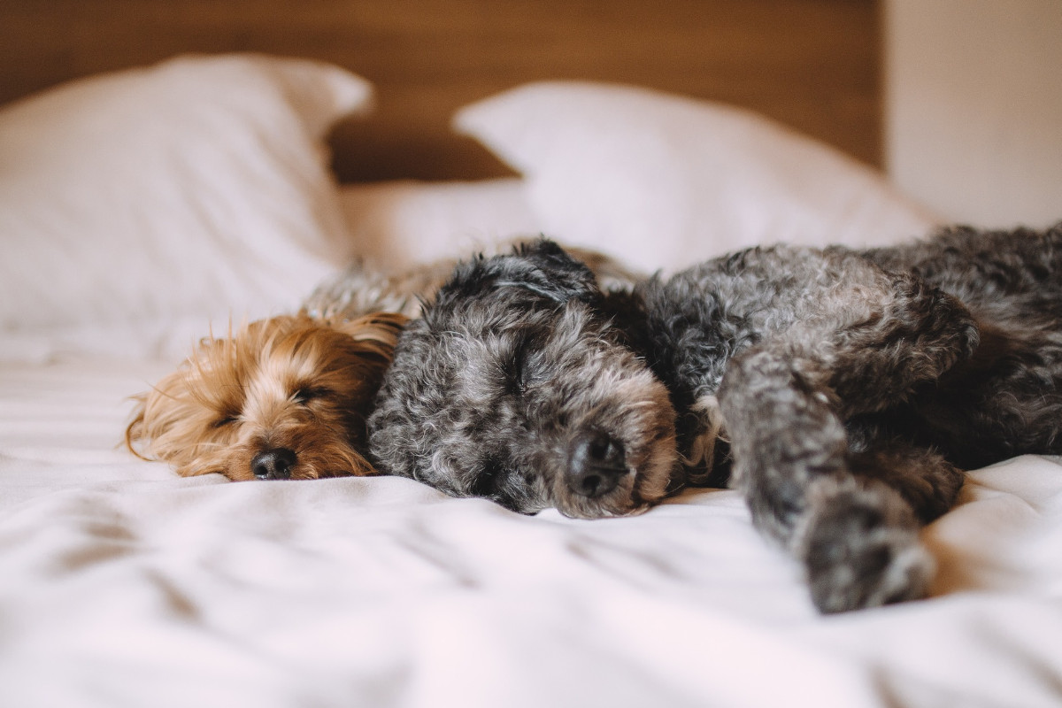 Podem os cães ser a solução para o stress?