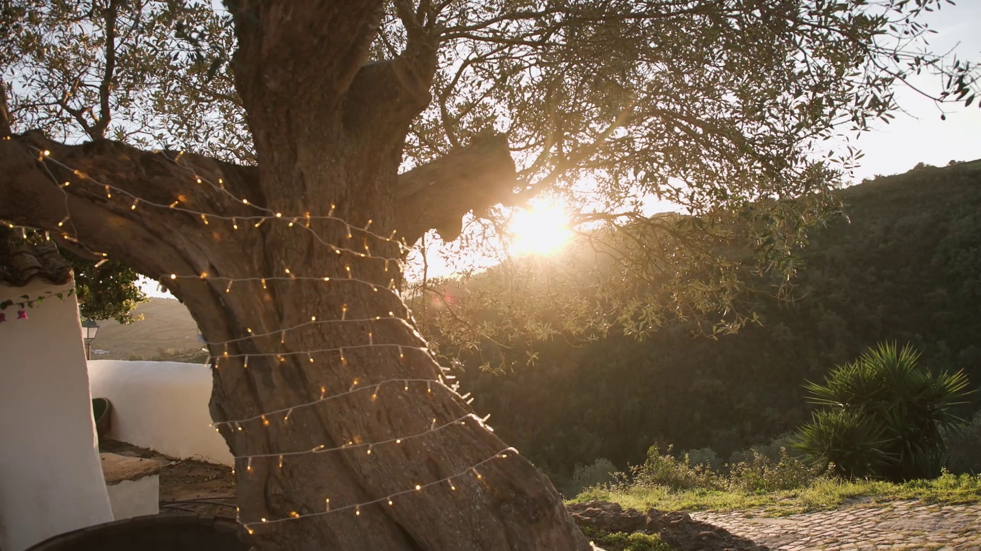 Este Natal dá cá um bacalhau