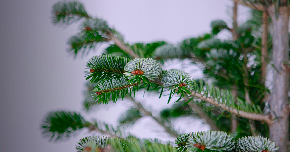 “Pinheiro Vivo”: 6 anos a dar vida ao Natal e a plantar raízes nas florestas portuguesas
