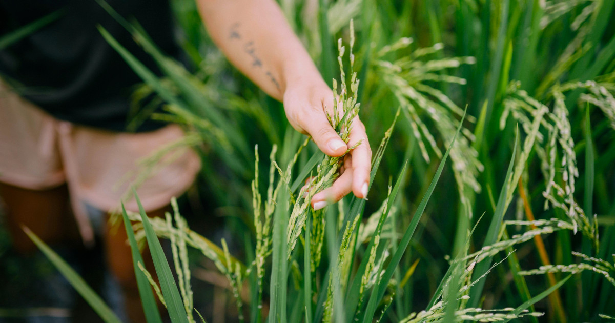 Nestlé Portugal reforça compromisso com a agricultura regenerativa com projeto "Regeneratour"