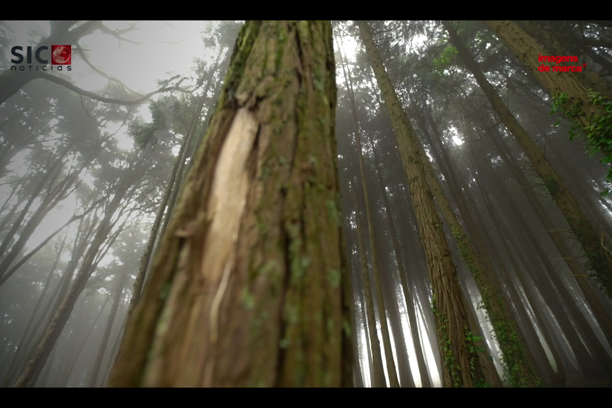 Renature: os cinco sentidos em contacto com a natureza