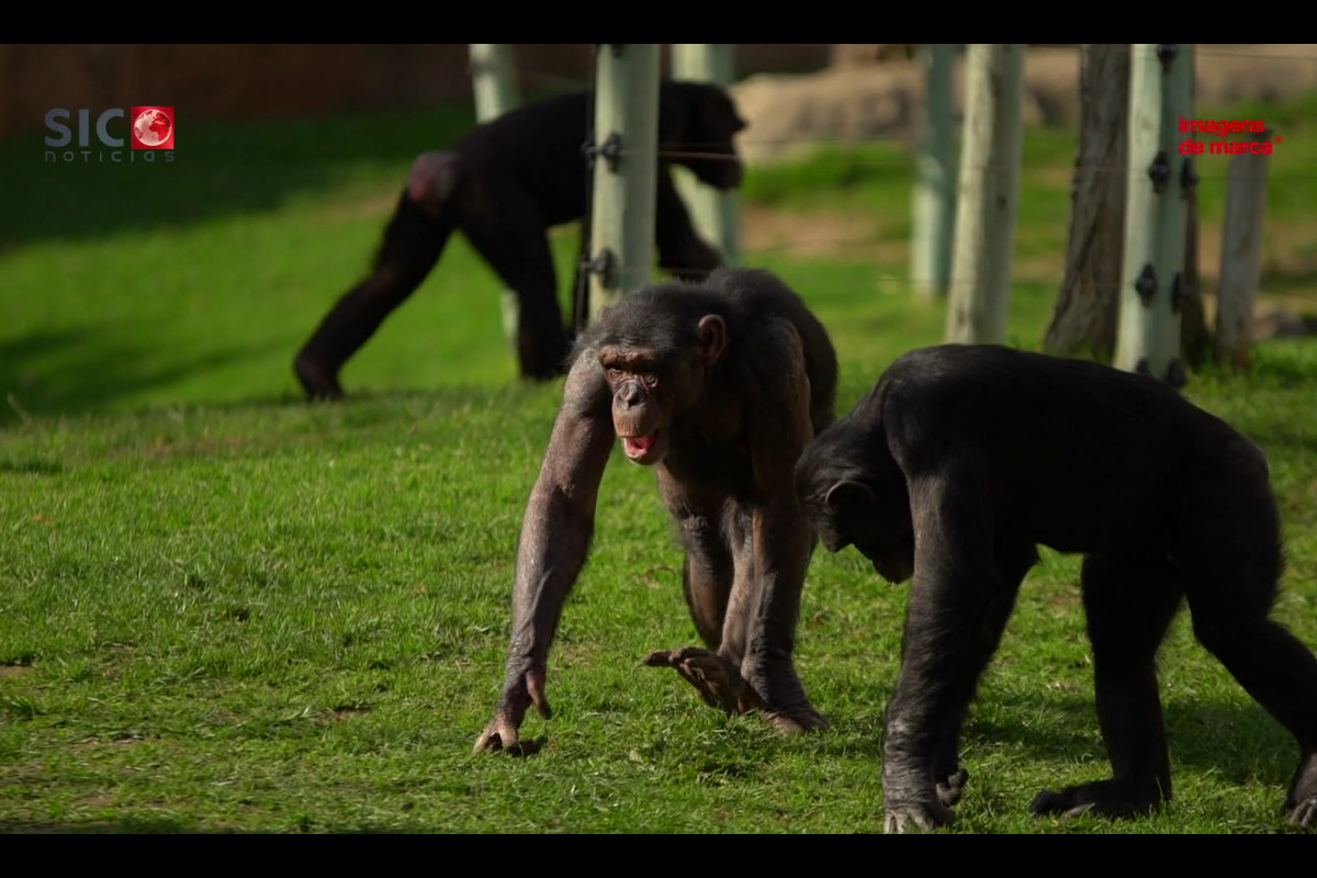 Um chimpanzé chamado Gervásio