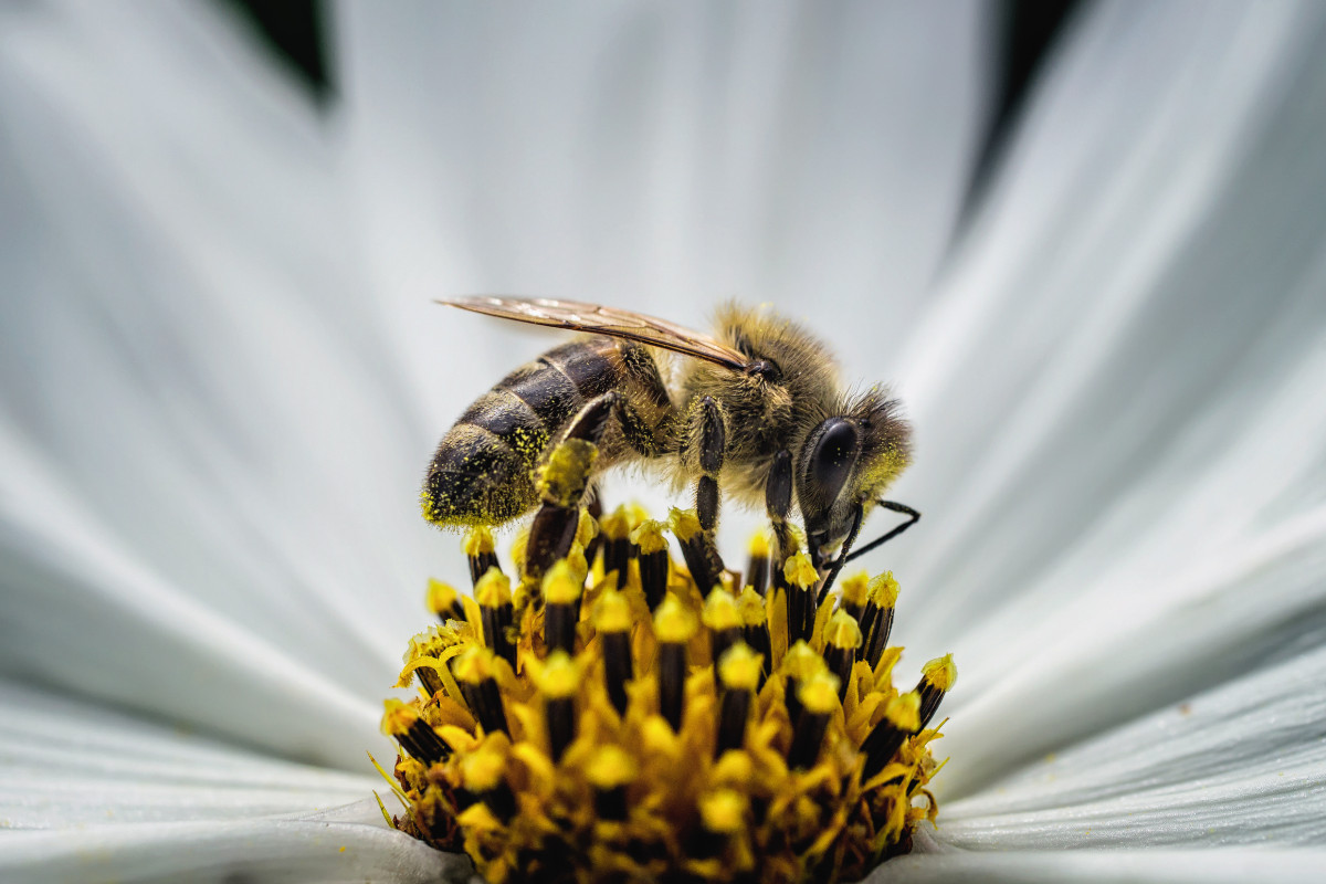 Proteger as maiores alquimistas da Natureza