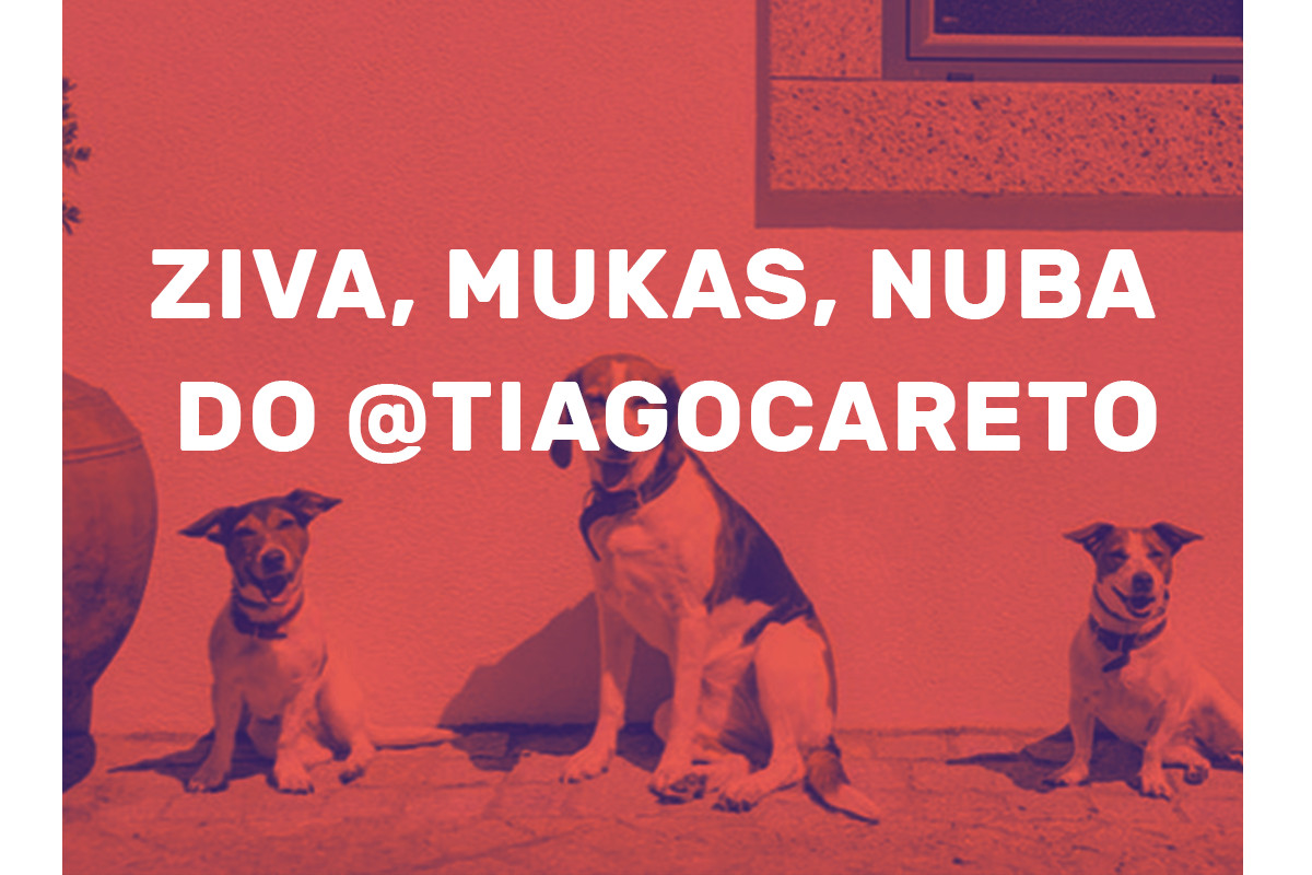 Animais de estimação de figuras públicas “tomam conta” do Instagram da Worten