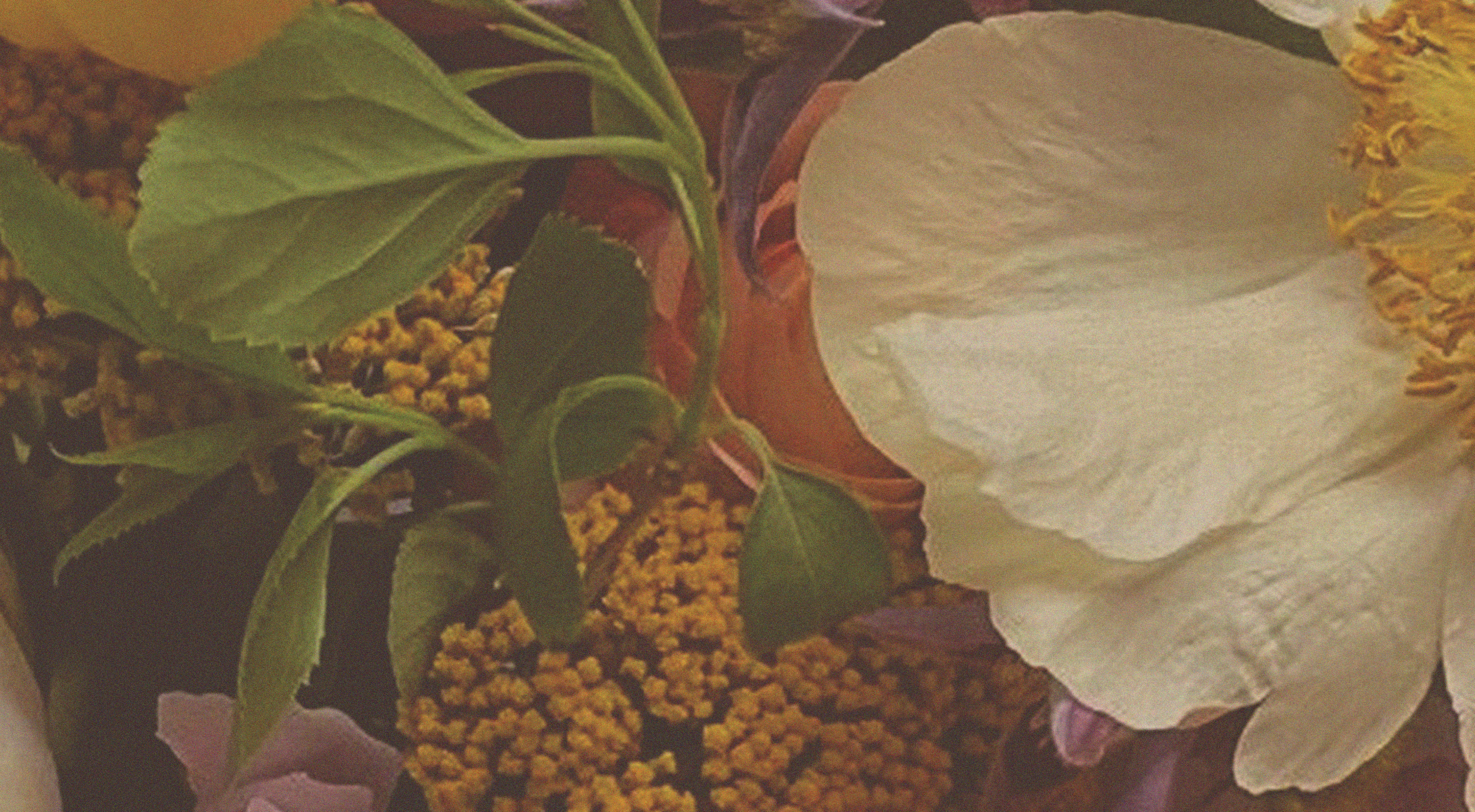 2026.06.04 Festivais Gil Vicente 2026