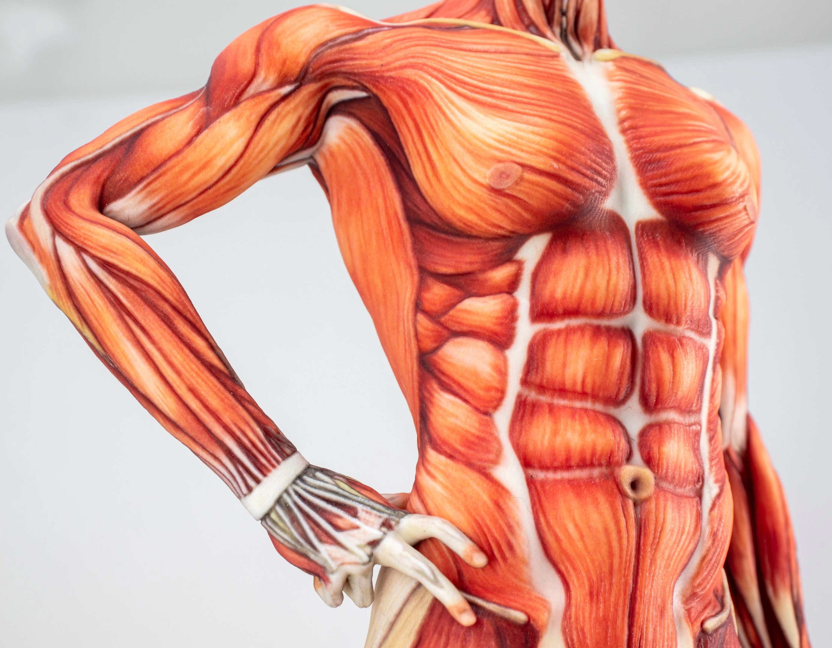 Anatomical Manikin