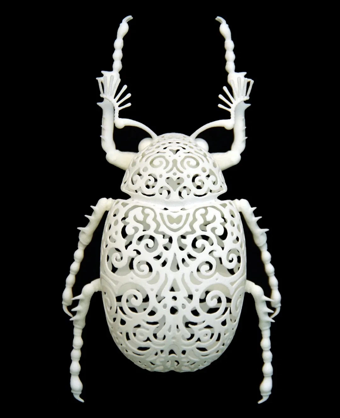Coleoptera Filigre