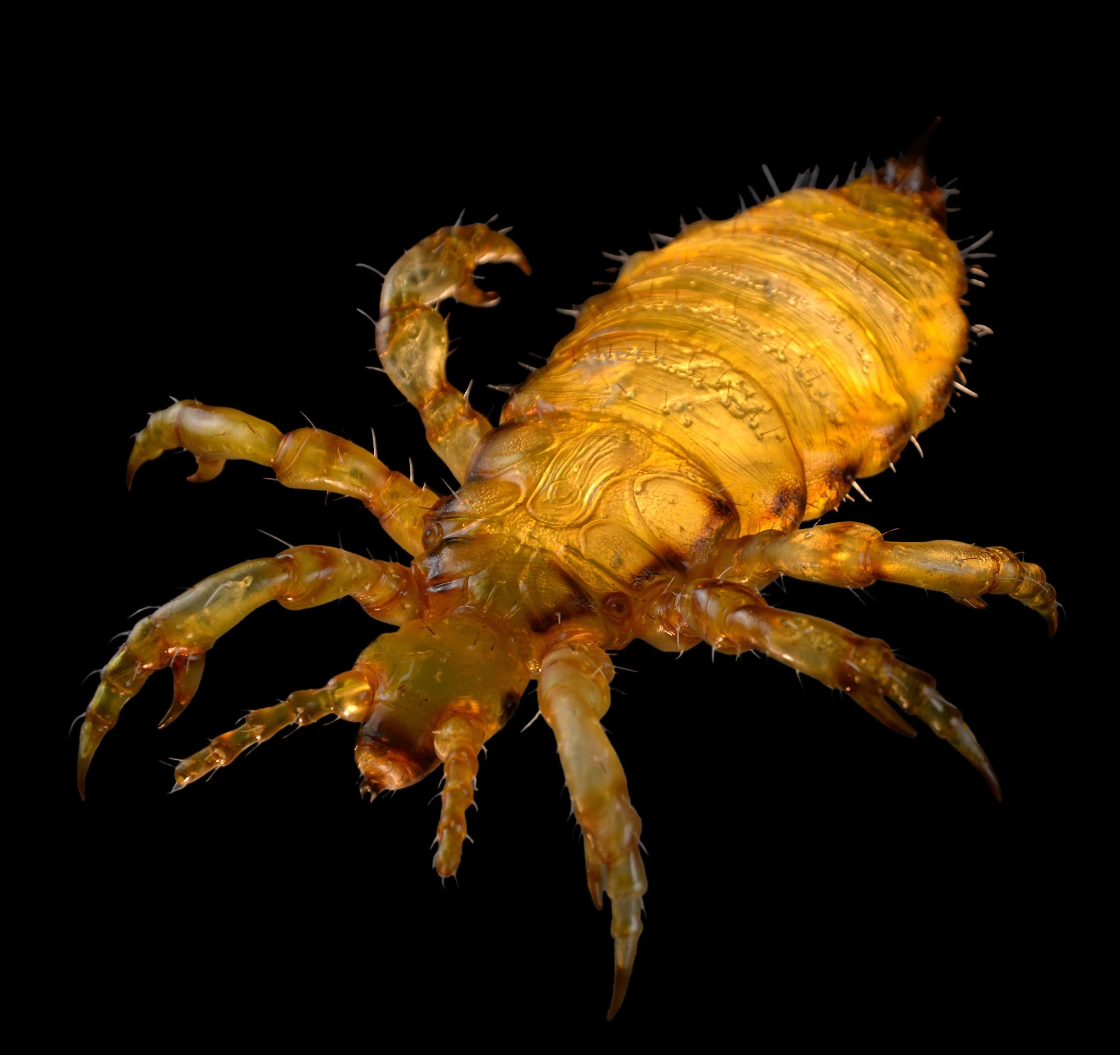 Head louse (Pediculus humanus capitis)