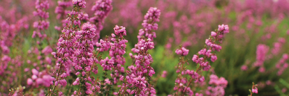 AS PLANTAS MEDITERRÂNICAS DO PARQUE - VISITA TEMÁTICA