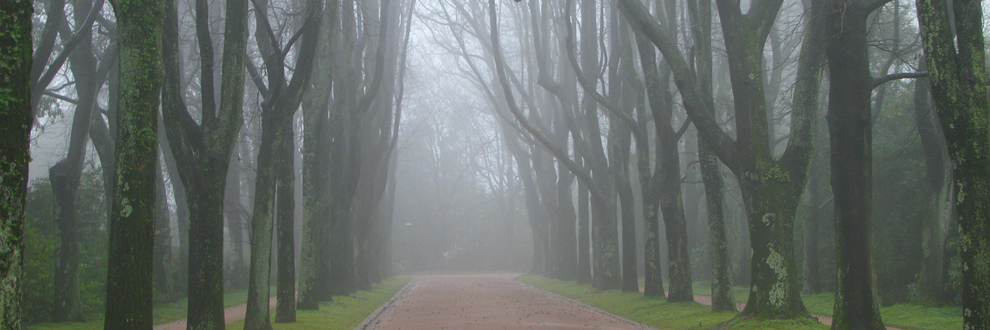 O INVERNO NO PARQUE DE SERRALVES - VISITA SAZONAL