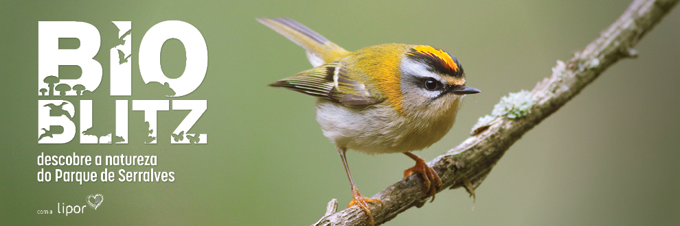 BIOBLITZ SERRALVES 2018