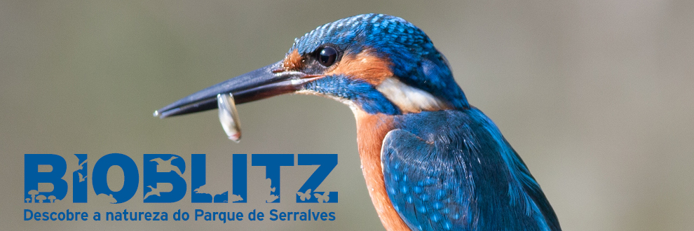 BIOBLITZ SERRALVES 2015