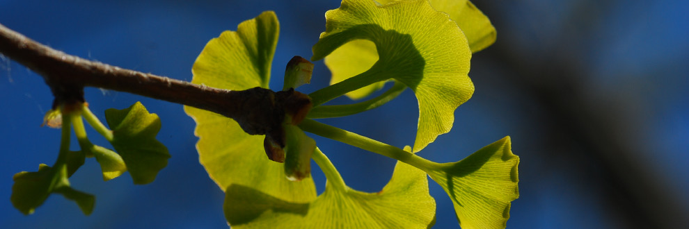 AS PLANTAS ARCAICAS DO PARQUE - VISITA TEMÁTICA