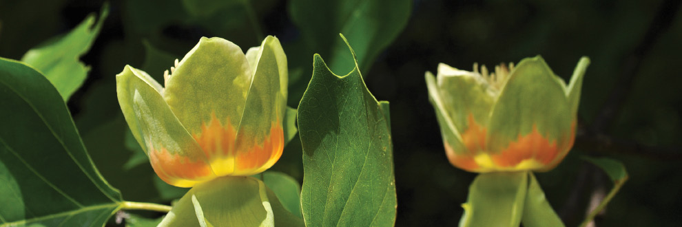 AS PLANTAS EXÓTICAS DO PARQUE - VISITA TEMÁTICA