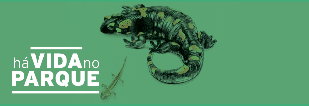 Há Vida no Parque - Anfíbios e Répteis